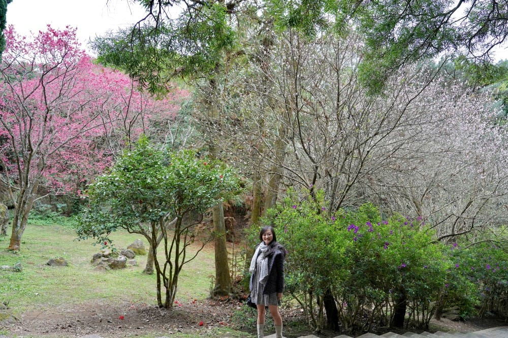 陽明山國家公園櫻花|陽明公園兩大賞櫻景點推薦,交通行程,賞花專車,時間花期 - 第40張圖 陽明山國家公園櫻花|陽明公園兩大賞櫻景點推薦,交通行程,賞花專車,時間花期