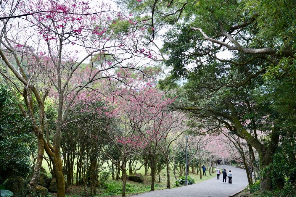 陽明山國家公園櫻花｜陽明公園兩大賞櫻景點推薦，交通行程，賞花專車，時間花期