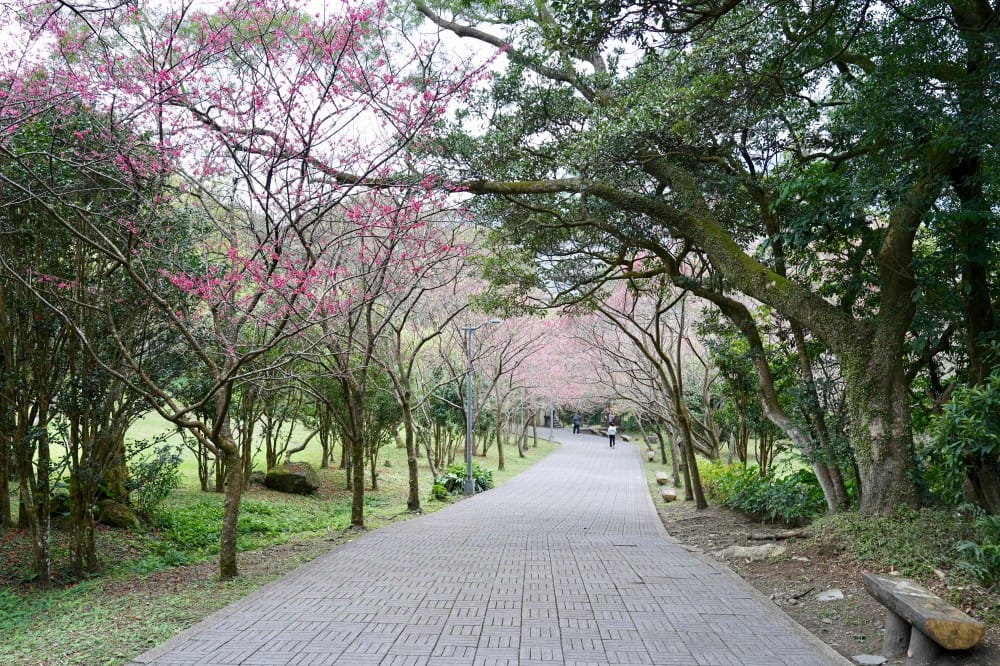 陽明山國家公園櫻花|陽明公園兩大賞櫻景點推薦,交通行程,賞花專車,時間花期 - 第42張圖 陽明山國家公園櫻花|陽明公園兩大賞櫻景點推薦,交通行程,賞花專車,時間花期