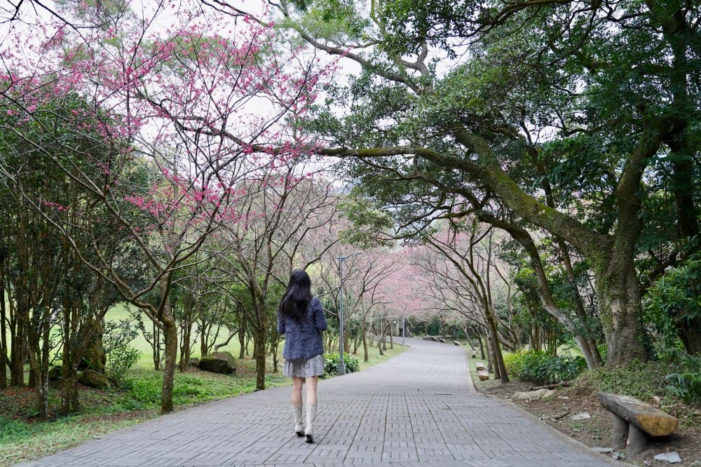 陽明山國家公園櫻花｜陽明公園兩大賞櫻景點推薦，交通行程，賞花專車，時間花期