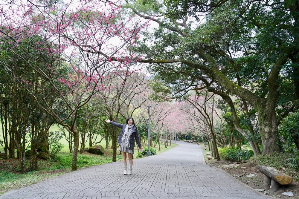 陽明山國家公園櫻花｜陽明公園兩大賞櫻景點推薦，交通行程，賞花專車，時間花期