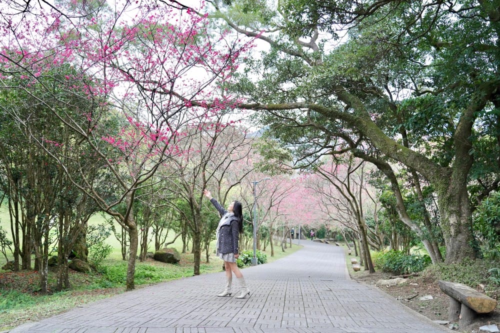 陽明山國家公園櫻花｜陽明公園兩大賞櫻景點推薦，交通行程，賞花專車，時間花期