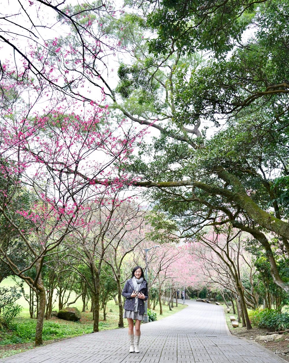 陽明山國家公園櫻花｜陽明公園兩大賞櫻景點推薦，交通行程，賞花專車，時間花期