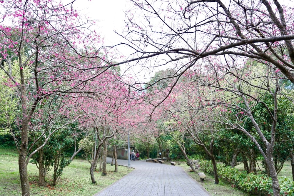 陽明山國家公園櫻花｜陽明公園兩大賞櫻景點推薦，交通行程，賞花專車，時間花期