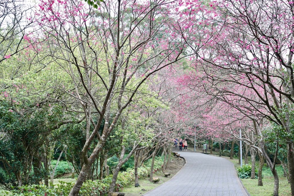 陽明山國家公園櫻花|陽明公園兩大賞櫻景點推薦,交通行程,賞花專車,時間花期 - 第48張圖 陽明山國家公園櫻花|陽明公園兩大賞櫻景點推薦,交通行程,賞花專車,時間花期