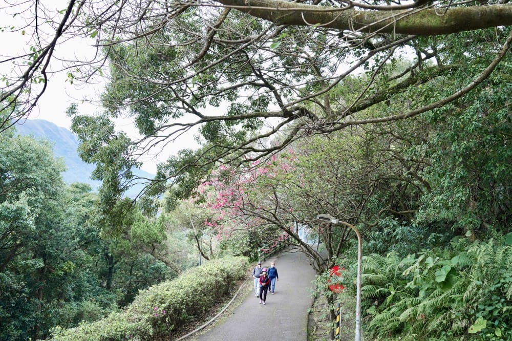 陽明山國家公園櫻花|陽明公園兩大賞櫻景點推薦,交通行程,賞花專車,時間花期 - 第34張圖 陽明山國家公園櫻花|陽明公園兩大賞櫻景點推薦,交通行程,賞花專車,時間花期