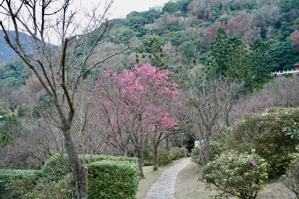 陽明山國家公園櫻花|陽明公園兩大賞櫻景點推薦,交通行程,賞花專車,時間花期 - 第30張圖 陽明山國家公園櫻花|陽明公園兩大賞櫻景點推薦,交通行程,賞花專車,時間花期