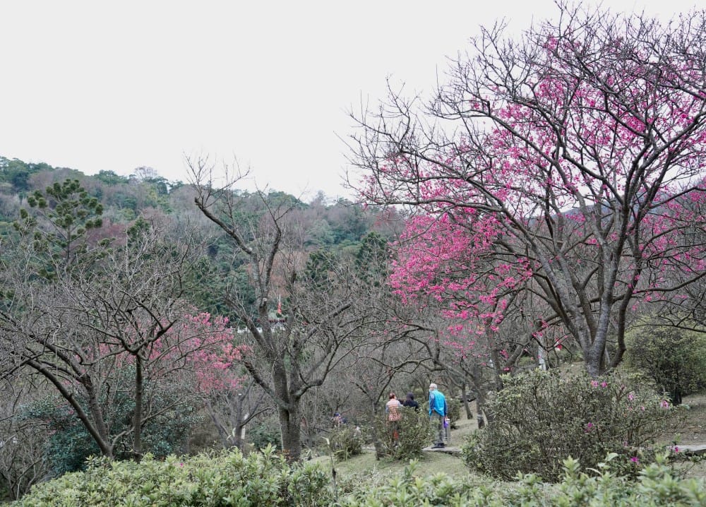 陽明山國家公園櫻花|陽明公園兩大賞櫻景點推薦,交通行程,賞花專車,時間花期 - 第31張圖 陽明山國家公園櫻花|陽明公園兩大賞櫻景點推薦,交通行程,賞花專車,時間花期