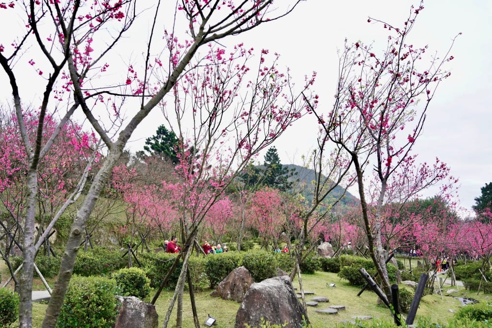 陽明山國家公園櫻花｜陽明公園兩大賞櫻景點推薦，交通行程，賞花專車，時間花期