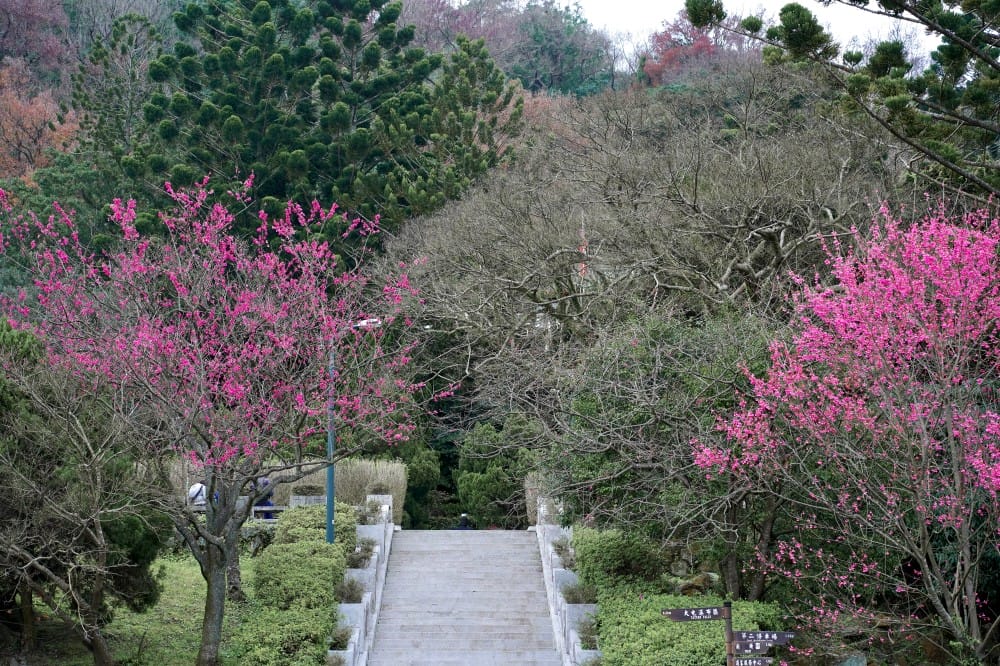 陽明山國家公園櫻花｜陽明公園兩大賞櫻景點推薦，交通行程，賞花專車，時間花期