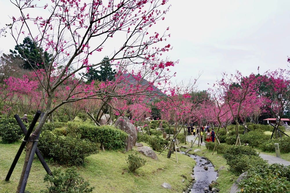 陽明山國家公園櫻花｜陽明公園兩大賞櫻景點推薦，交通行程，賞花專車，時間花期