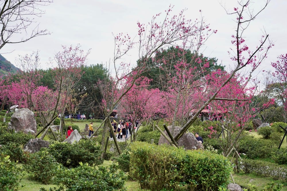 陽明山國家公園櫻花｜陽明公園兩大賞櫻景點推薦，交通行程，賞花專車，時間花期