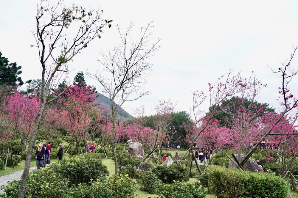 陽明山國家公園櫻花|陽明公園兩大賞櫻景點推薦,交通行程,賞花專車,時間花期 - 第24張圖 陽明山國家公園櫻花|陽明公園兩大賞櫻景點推薦,交通行程,賞花專車,時間花期