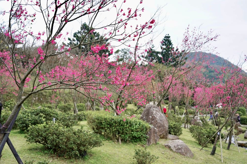 陽明山國家公園櫻花｜陽明公園兩大賞櫻景點推薦，交通行程，賞花專車，時間花期