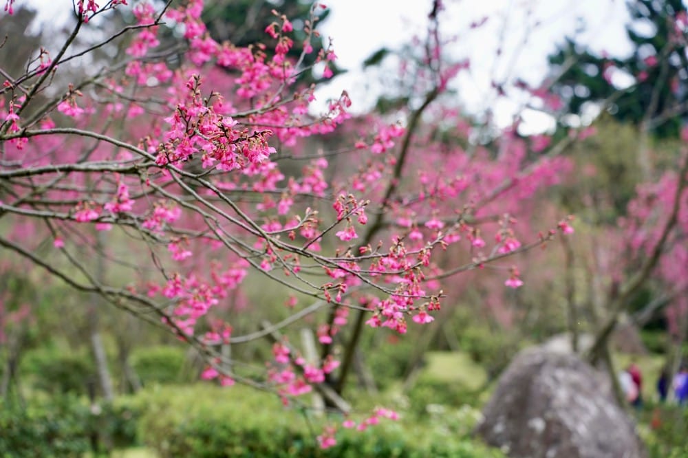 陽明山國家公園櫻花｜陽明公園兩大賞櫻景點推薦，交通行程，賞花專車，時間花期