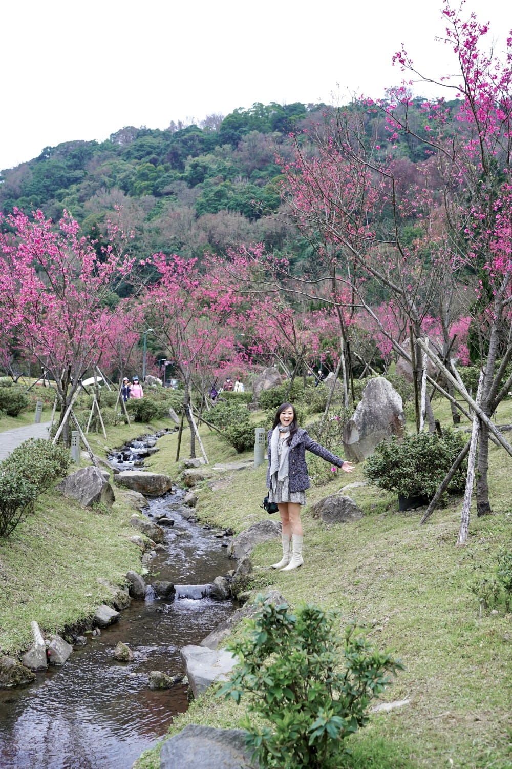 陽明山國家公園櫻花｜陽明公園兩大賞櫻景點推薦，交通行程，賞花專車，時間花期