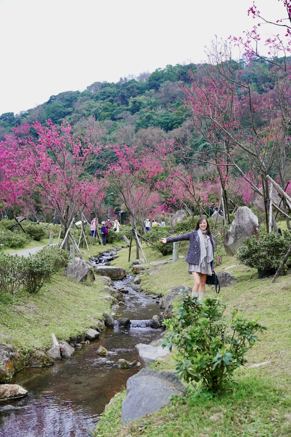 陽明山國家公園櫻花|陽明公園兩大賞櫻景點推薦,交通行程,賞花專車,時間花期 - 第14張圖 陽明山國家公園櫻花|陽明公園兩大賞櫻景點推薦,交通行程,賞花專車,時間花期