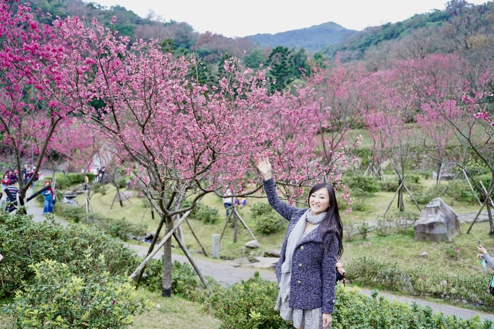 陽明山國家公園櫻花｜陽明公園兩大賞櫻景點推薦，交通行程，賞花專車，時間花期