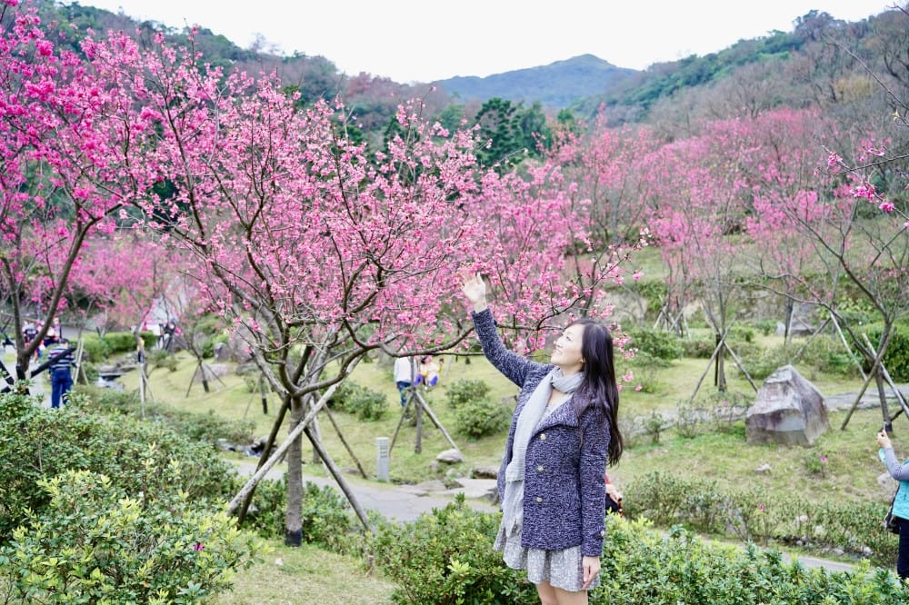 陽明山國家公園櫻花|陽明公園兩大賞櫻景點推薦,交通行程,賞花專車,時間花期 - 第23張圖 陽明山國家公園櫻花|陽明公園兩大賞櫻景點推薦,交通行程,賞花專車,時間花期