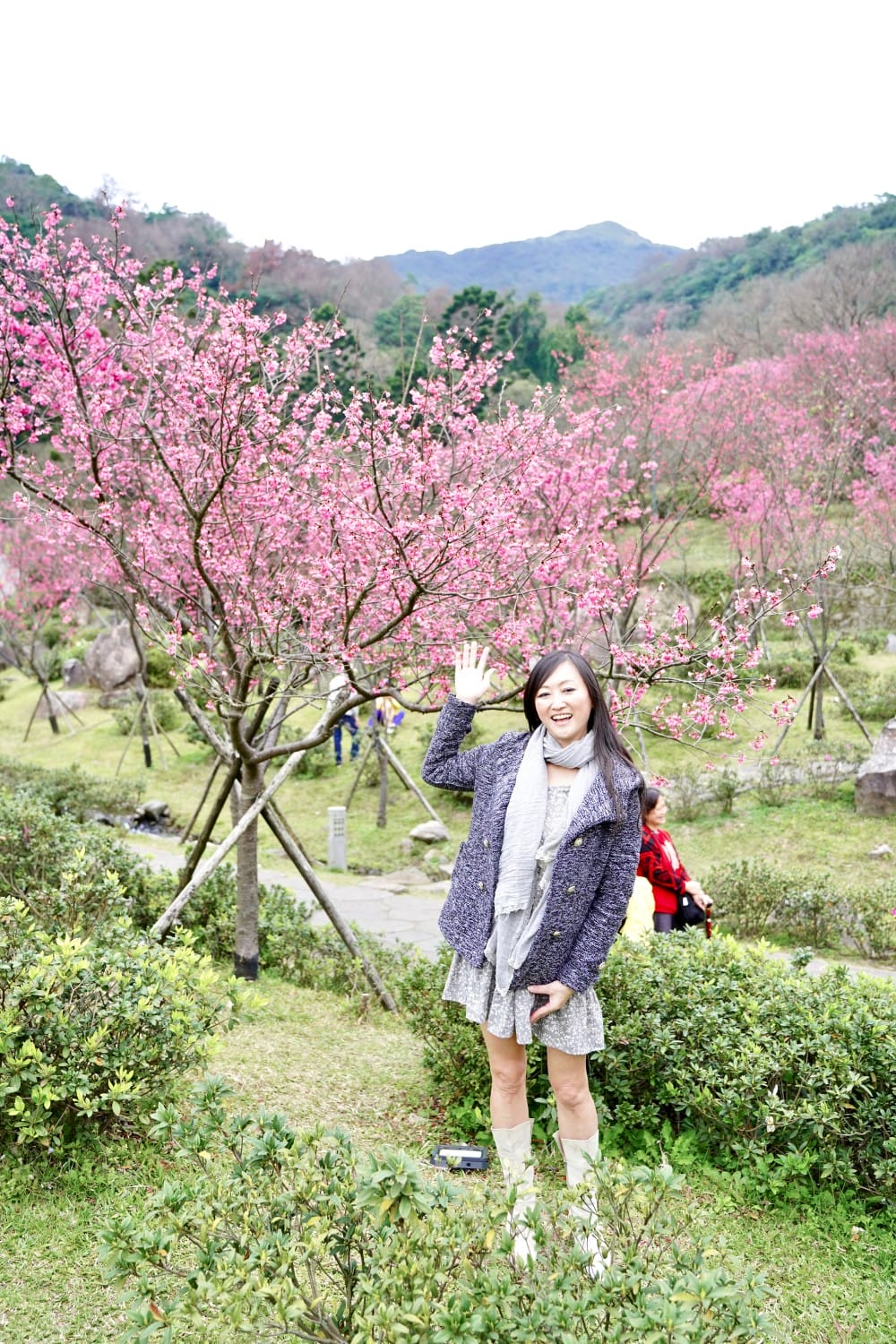 陽明山國家公園櫻花｜陽明公園兩大賞櫻景點推薦，交通行程，賞花專車，時間花期