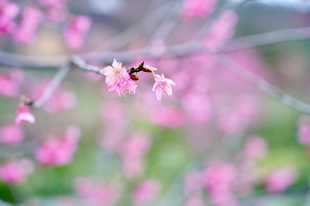 陽明山國家公園櫻花｜陽明公園兩大賞櫻景點推薦，交通行程，賞花專車，時間花期