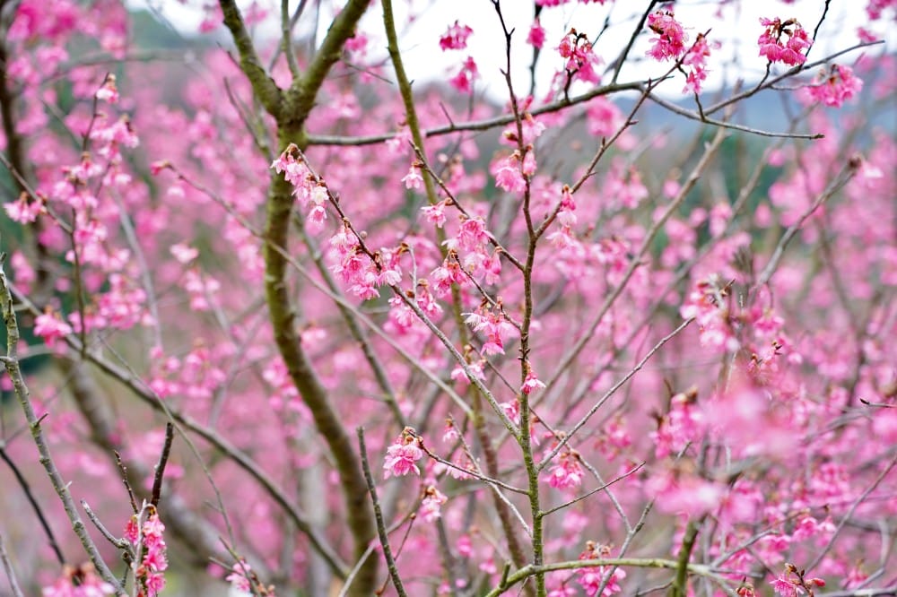 陽明山國家公園櫻花|陽明公園兩大賞櫻景點推薦,交通行程,賞花專車,時間花期 - 第29張圖 陽明山國家公園櫻花|陽明公園兩大賞櫻景點推薦,交通行程,賞花專車,時間花期