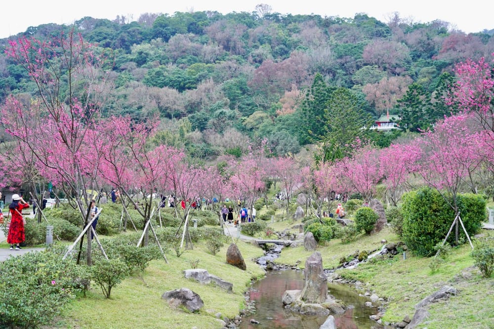 陽明山國家公園櫻花｜陽明公園兩大賞櫻景點推薦，交通行程，賞花專車，時間花期