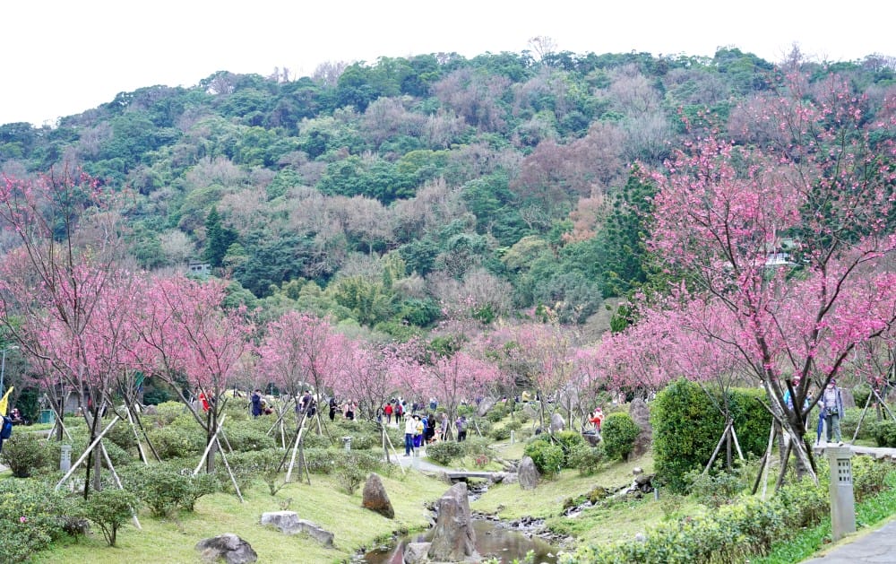 陽明山國家公園櫻花|陽明公園兩大賞櫻景點推薦,交通行程,賞花專車,時間花期 - 第3張圖 陽明山國家公園櫻花|陽明公園兩大賞櫻景點推薦,交通行程,賞花專車,時間花期