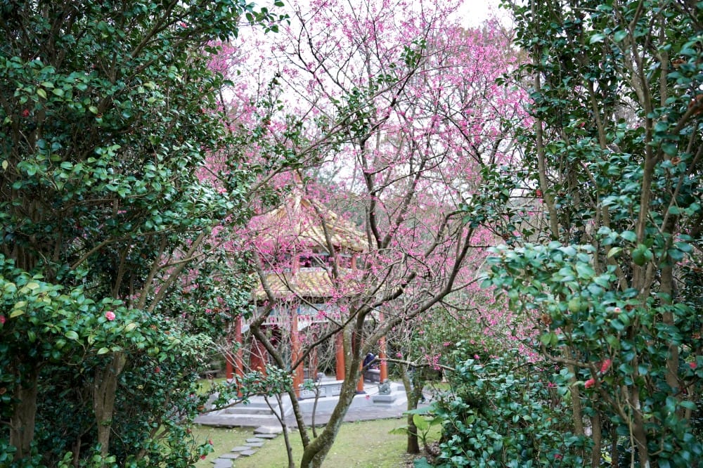 陽明山國家公園櫻花|陽明公園兩大賞櫻景點推薦,交通行程,賞花專車,時間花期 - 第33張圖 陽明山國家公園櫻花|陽明公園兩大賞櫻景點推薦,交通行程,賞花專車,時間花期