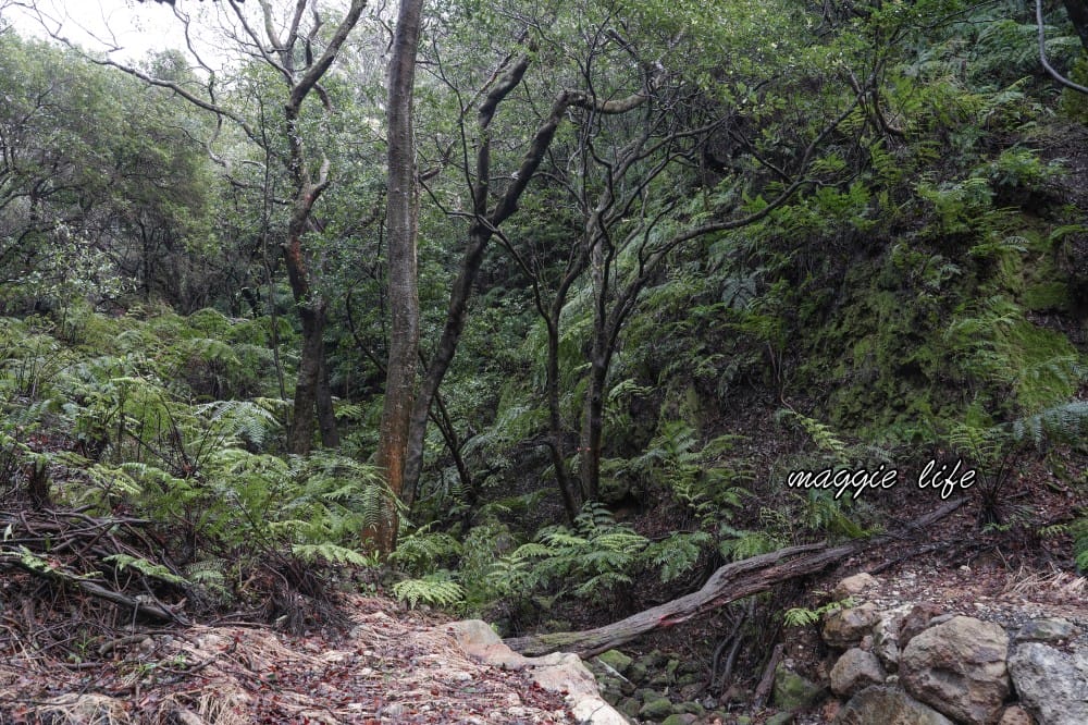 陽明山紫明溪步道｜陽明山最新秘境，免費泡野溪溫泉，還有超美櫻花，就在陽明書屋對面