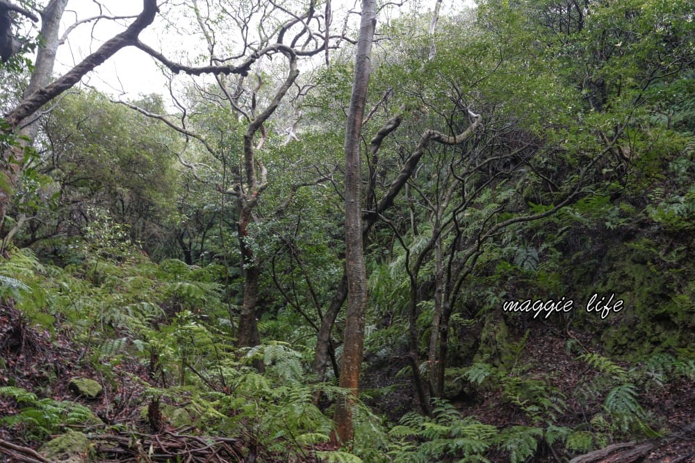 陽明山紫明溪步道｜陽明山最新秘境，免費泡野溪溫泉，還有超美櫻花，就在陽明書屋對面