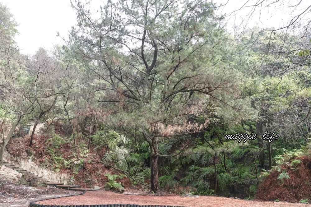 陽明山紫明溪步道｜陽明山最新秘境，免費泡野溪溫泉，還有超美櫻花，就在陽明書屋對面