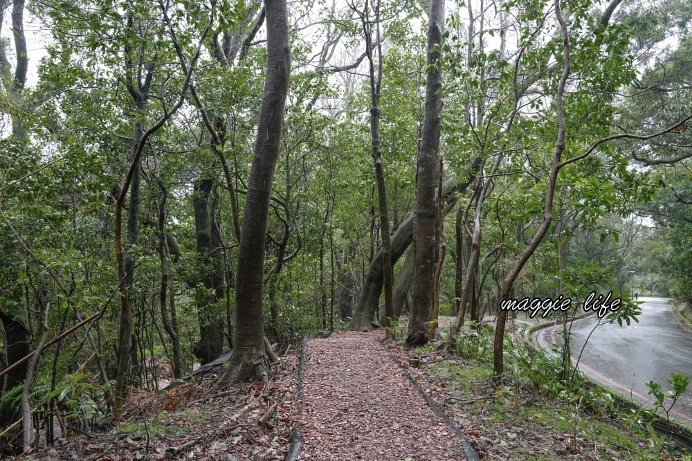 陽明山紫明溪步道｜陽明山最新秘境，免費泡野溪溫泉，還有超美櫻花，就在陽明書屋對面