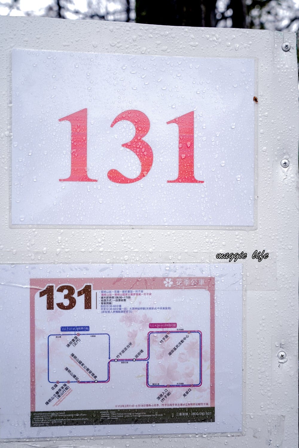 陽明山紫明溪步道｜陽明山最新秘境，免費泡野溪溫泉，還有超美櫻花，就在陽明書屋對面