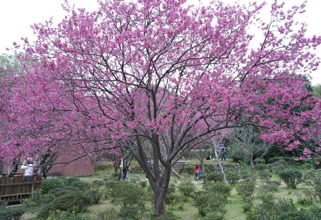 陽明山花卉試驗中心｜來花卉中心賞櫻花，山茶花，還有鬱金香，讓你一秒到歐洲