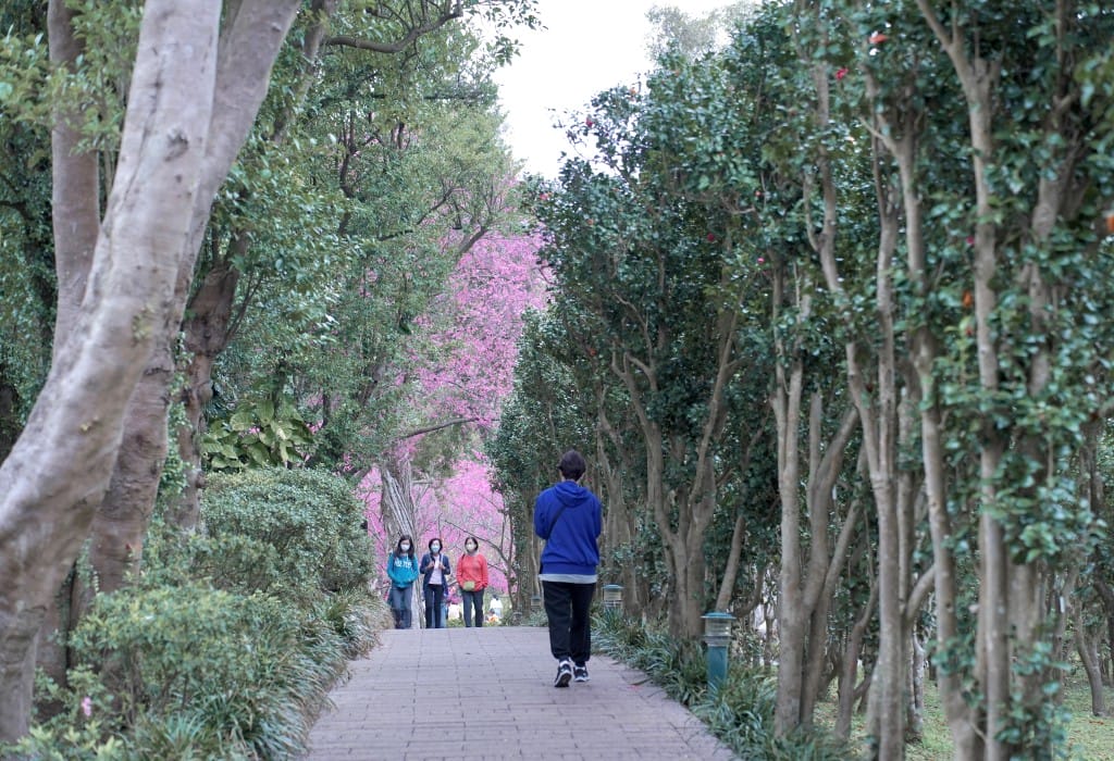 陽明山花卉試驗中心｜來花卉中心賞櫻花，山茶花，還有鬱金香，讓你一秒到歐洲