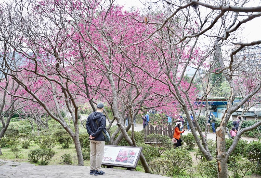 陽明山花卉試驗中心｜來花卉中心賞櫻花，山茶花，還有鬱金香，讓你一秒到歐洲
