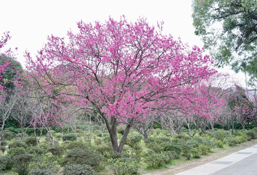 陽明山花卉試驗中心｜來花卉中心賞櫻花，山茶花，還有鬱金香，讓你一秒到歐洲