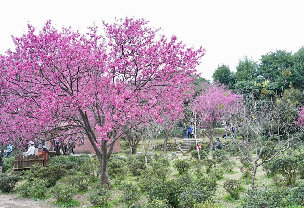 陽明山花卉試驗中心｜來花卉中心賞櫻花，山茶花，還有鬱金香，讓你一秒到歐洲