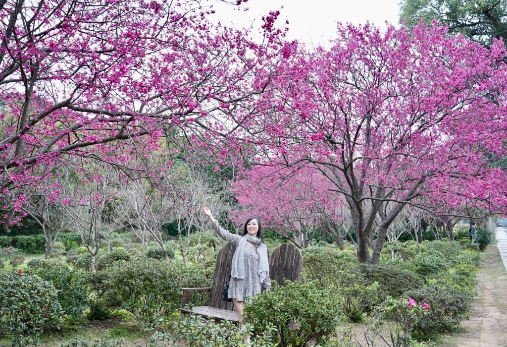 陽明山花卉試驗中心｜來花卉中心賞櫻花，山茶花，還有鬱金香，讓你一秒到歐洲