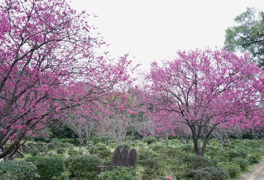 陽明山花卉試驗中心｜來花卉中心賞櫻花，山茶花，還有鬱金香，讓你一秒到歐洲
