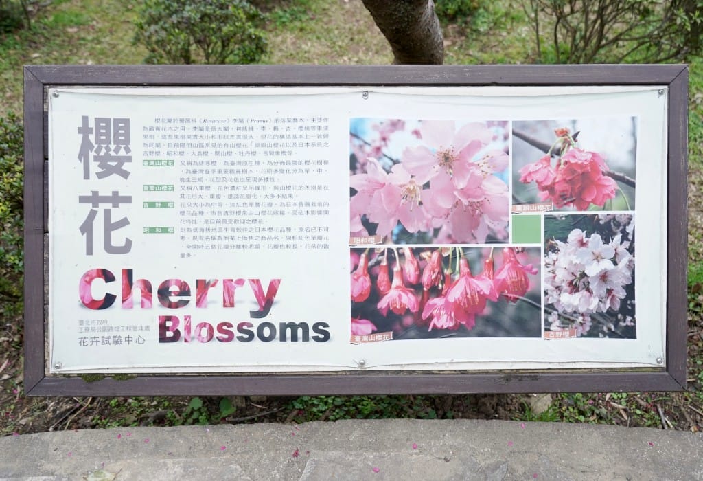 陽明山花卉試驗中心｜來花卉中心賞櫻花，山茶花，還有鬱金香，讓你一秒到歐洲