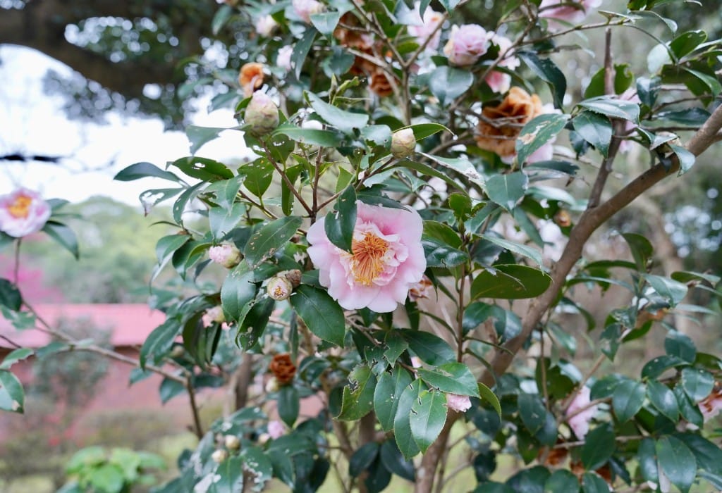 陽明山花卉試驗中心｜來花卉中心賞櫻花，山茶花，還有鬱金香，讓你一秒到歐洲