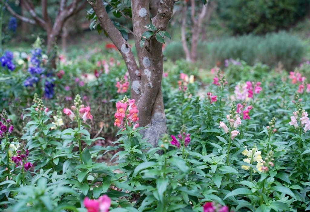 陽明山花卉試驗中心｜來花卉中心賞櫻花，山茶花，還有鬱金香，讓你一秒到歐洲