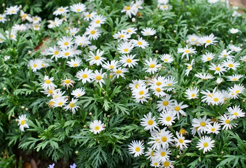 陽明山花卉試驗中心｜來花卉中心賞櫻花，山茶花，還有鬱金香，讓你一秒到歐洲