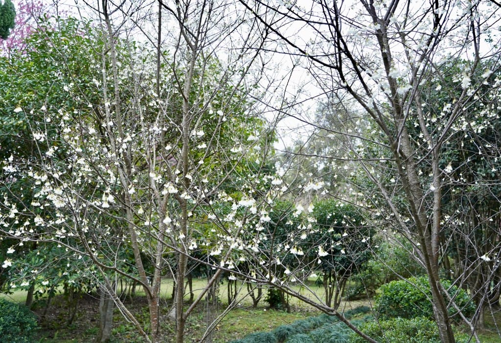陽明山花卉試驗中心｜來花卉中心賞櫻花，山茶花，還有鬱金香，讓你一秒到歐洲