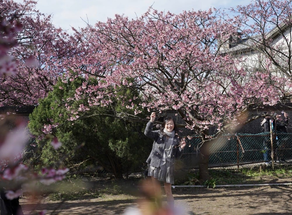 陽明山平菁街櫻花巷櫻花炸開了|平菁街42巷櫻花美拍攻略,怎麼去,怎麼拍 - 第15張圖 陽明山平菁街櫻花巷櫻花炸開了|平菁街42巷櫻花美拍攻略,怎麼去,怎麼拍