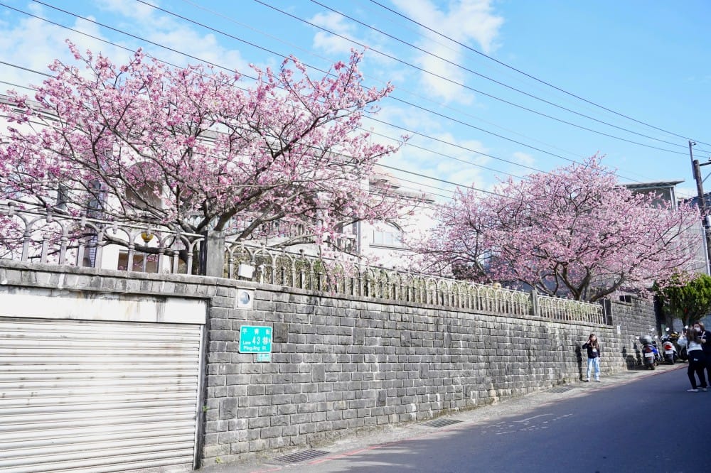 陽明山平菁街櫻花巷櫻花炸開了|平菁街42巷櫻花美拍攻略,怎麼去,怎麼拍 - 第5張圖 陽明山平菁街櫻花巷櫻花炸開了|平菁街42巷櫻花美拍攻略,怎麼去,怎麼拍