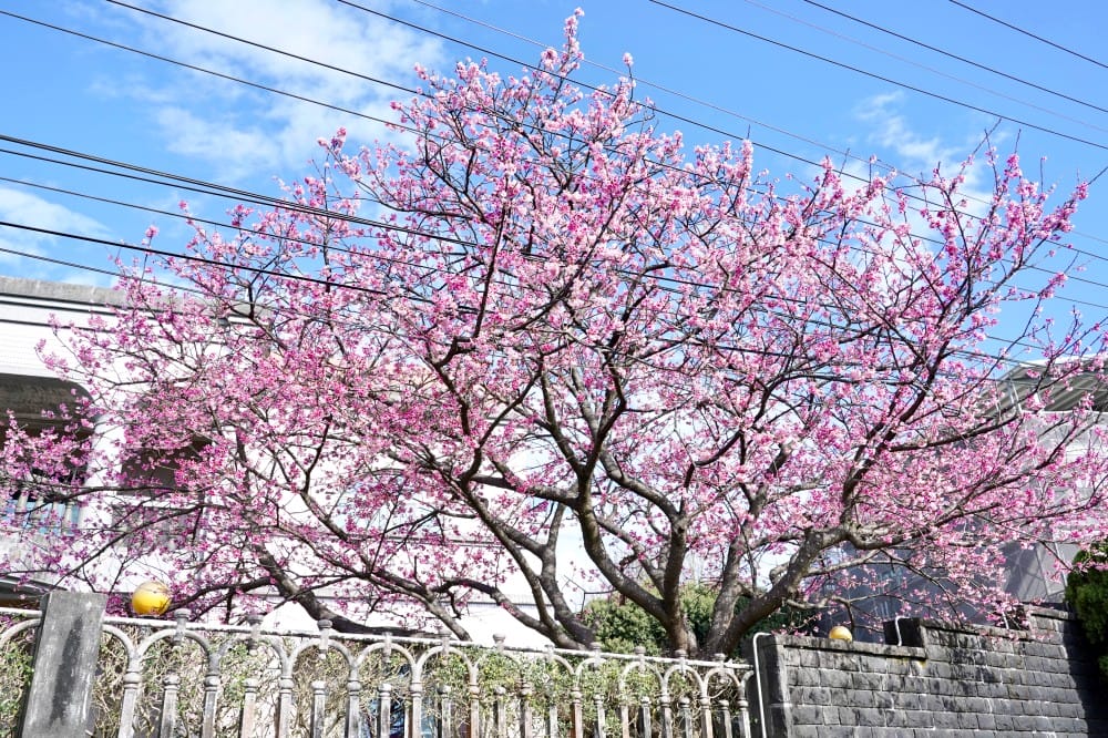 陽明山平菁街櫻花巷櫻花炸開了|平菁街42巷櫻花美拍攻略,怎麼去,怎麼拍 - 第13張圖 陽明山平菁街櫻花巷櫻花炸開了|平菁街42巷櫻花美拍攻略,怎麼去,怎麼拍