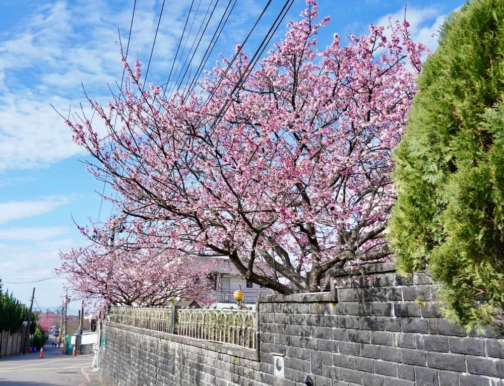 陽明山平菁街櫻花巷櫻花炸開了|平菁街42巷櫻花美拍攻略,怎麼去,怎麼拍 - 第9張圖 陽明山平菁街櫻花巷櫻花炸開了|平菁街42巷櫻花美拍攻略,怎麼去,怎麼拍
